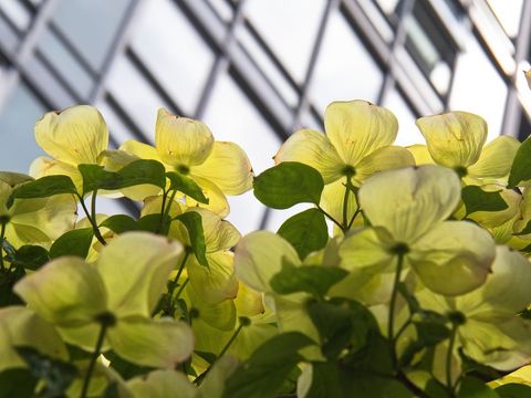 Yellow blossoms underneath modern glass architecture