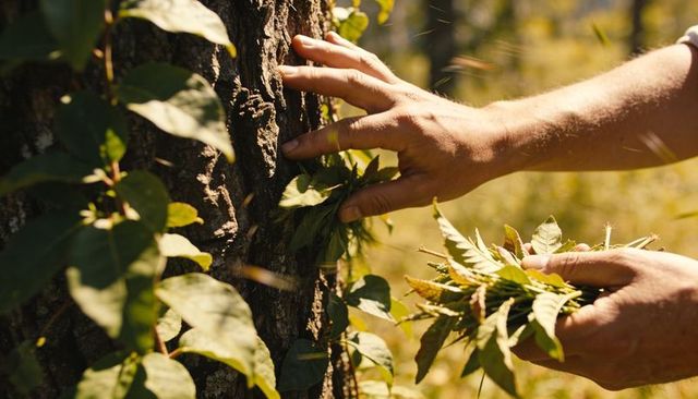 Hands gathering wild leaves and parting vine on tree trunk in sunlit woodland meadow