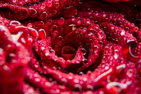 Close-up of dew on velvety red rose petals