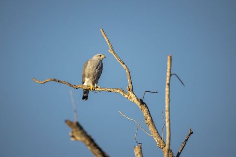 Majestic hawk perching on tree branch with bright blue sky