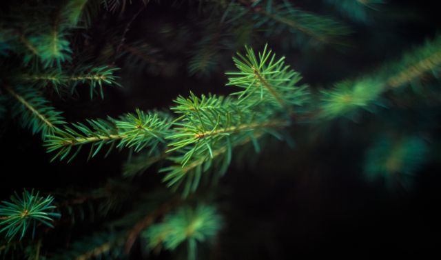 This image displays a detailed close-up of green pine needles in soft focus, providing a vibrant and fresh appearance. Ideal for use in nature-themed projects, environmental campaigns, web backgrounds, or relaxing ambience visuals connected to the outdoors and greenery.