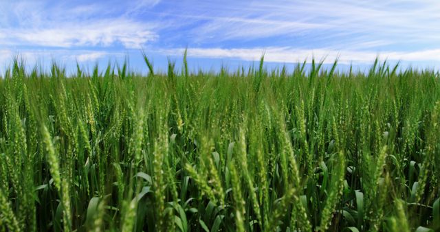 Lush Green Wheat Field under Blue Sky with Wispy Clouds - Download Free Stock Images Pikwizard.com