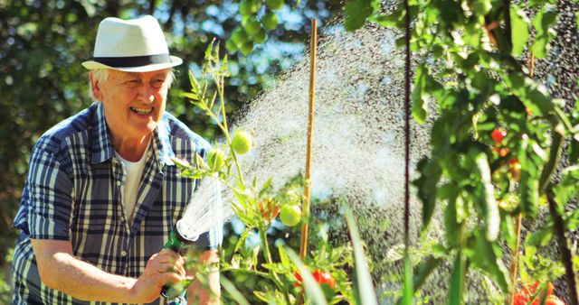 Senior man wearing hat watering green plants in a lush garden on a sunny day. Perfect for themes of gardening, nature, outdoor activities, senior lifestyle, retirement, and summer. Ideal for illustrating articles or advertising related to gardening tips, retirement activities, or outdoor hobbies.