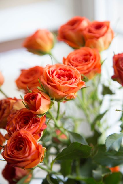 Vivid Orange Roses in Bloom - Download Free Stock Photos Pikwizard.com