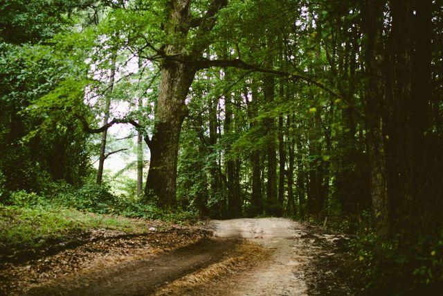 Dirt Road Through Lush Green Forest Canopy on a Sunny Day - Download Free Stock Photos Pikwizard.com