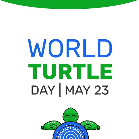 world turtle day awareness graphic with turtle illustration - Download Free Stock Templates Pikwizard.com