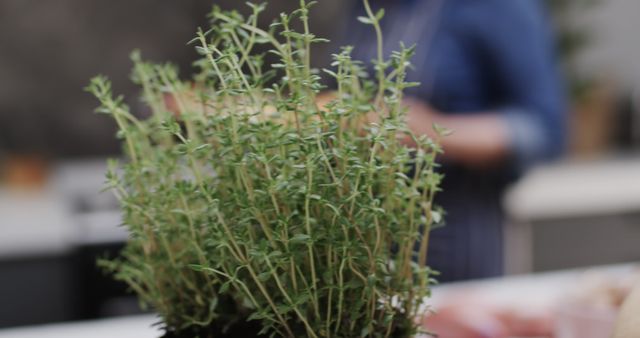 Fresh Thyme Herb Plant in Kitchen Setting - Download Free Stock Images Pikwizard.com