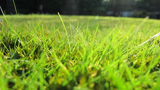 Sunlit Fresh Grass Meadow Close-Up - Download Free Stock Photos Pikwizard.com