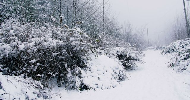 Snow-covered Path in Winter Forest Landscape - Download Free Stock Images Pikwizard.com