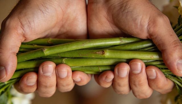 Cupping adult hands holding green flower stems with dirty fingernails close-up