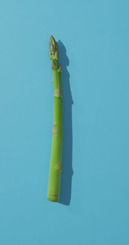 Fresh asparagus spear on vibrant blue background