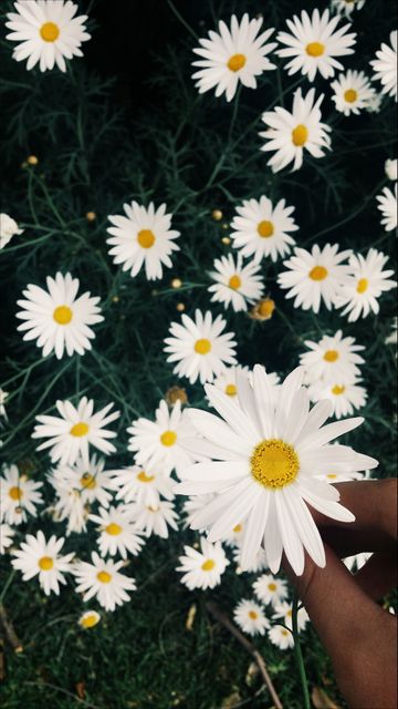 Hand holding beautiful fresh daisies surrounded by a blossoming garden. Ideal for spring themes, nature promotions, gardening products, floral wallpapers, and peaceful scenery. Great for blogs, social media posts, or eco-friendly brand advertisements.