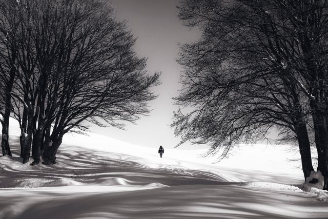 Solitary person walking through snowy winter landscape with bare trees - Download Free Stock Photos Pikwizard.com