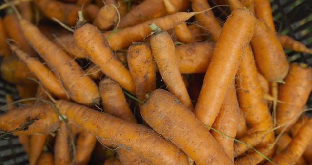 Freshly harvested carrots fill the frame, showcasing their natural state. Rich in vitamins, these root vegetables are a staple in healthy diets worldwide.