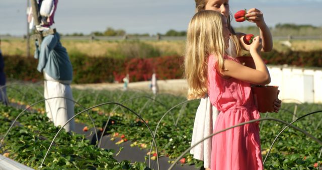 Caucasian girls enjoy strawberry picking outdoors. They share a moment of discovery among the vibrant berry rows.