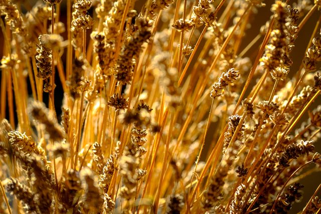 Golden wheat stalks glowing in warm sunlight, capturing the vibrancy of nature during harvest season. Ideal for use in agricultural blogs, eco-friendly products advertisements, farm lifestyle articles, and illustrations for seasonal changes.