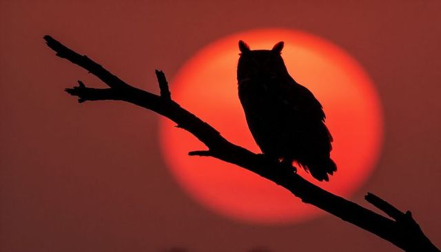 Nocturnal owl perching silhouette on diagonal branch against dramatic red sun at sunset
