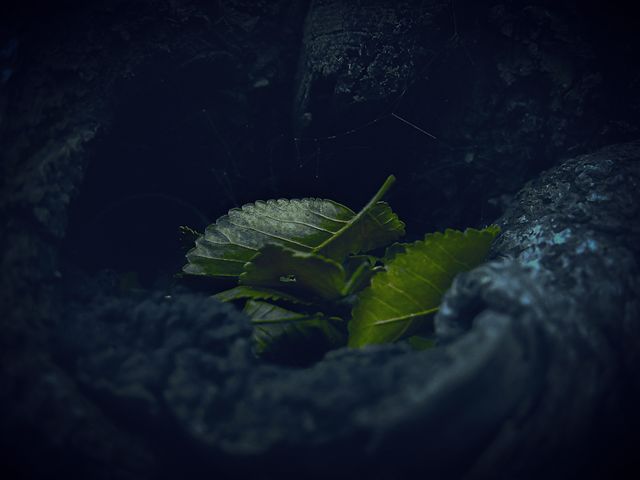 Close-up of young green leaves growing among dark tree roots in twilight, creating a mystical and enchanting effect. This can be used in environmental themes, blogs about nature, growth and resilience, or as a visual element in meditative and calming presentations.