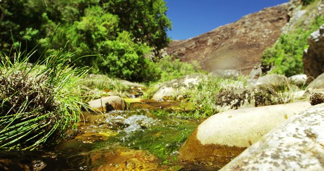 A clear stream flows over rocks surrounded by lush greenery under a bright blue sky, with copy space. The natural beauty of this serene landscape invites relaxation and exploration.