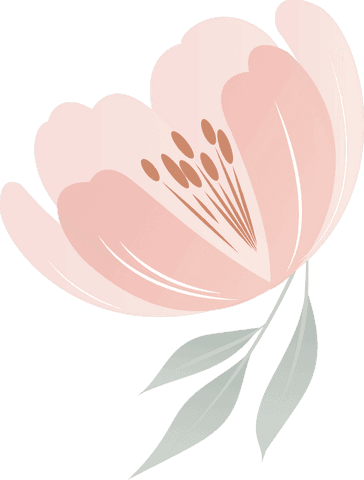 Pink minimalist blossom with transparent background