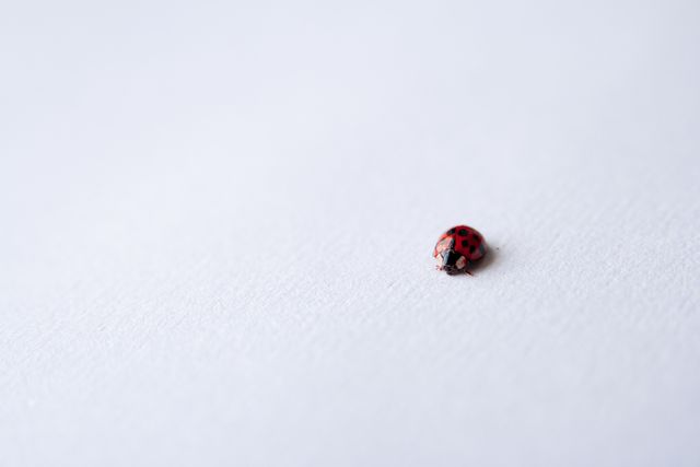 Ladybug walking alone on a clean white surface, highlighting its vivid red color and black spots. Useful for concepts related to simplicity, isolation, and minimalism. Perfect for designs that need a touch of nature or macro photography, suitable for educational materials, insect-themed projects, or minimalist art.