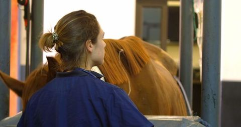 Veterinarian Caring for Horse in Animal Hospital