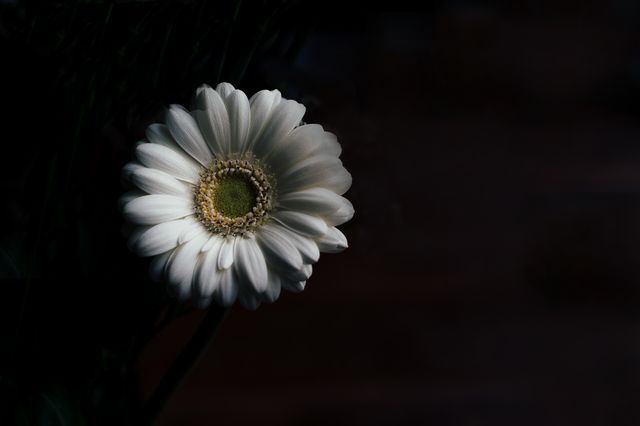 Single White Flower in Dark Background - Download Free Stock Photos Pikwizard.com