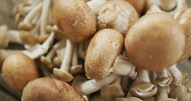 Close-up view of a group of organic white mushrooms, showcasing textures and details. Ideal for use in cooking blogs, culinary websites, vegetarian recipe books, food magazines, and adverts promoting fresh produce and healthy eating.