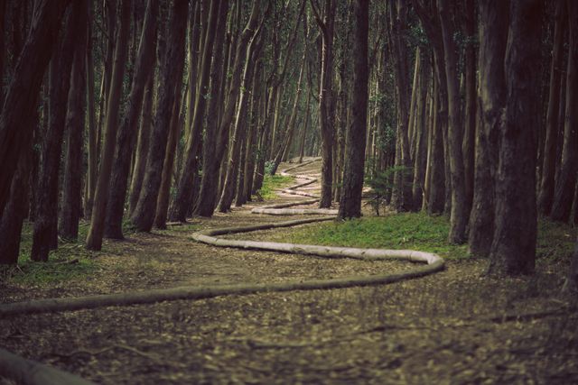 Depicts a winding path through a dense forest with tall trees. Useful for concepts of nature, travel, adventure, solitude, and environmental backdrops. Ideal for blogs, articles, and promotional material focusing on outdoors, forestry, and ecological tourism.