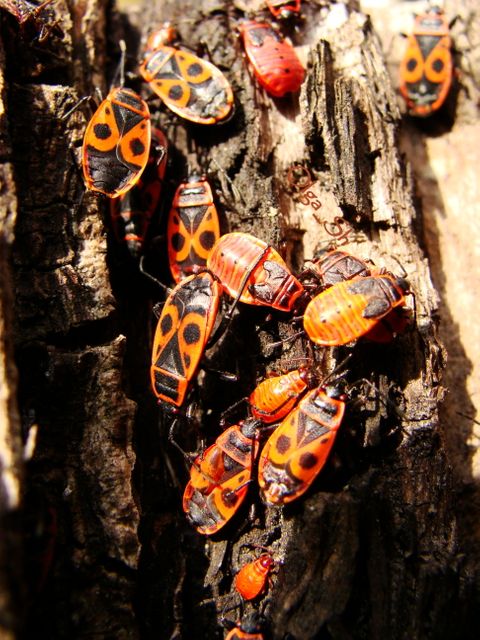 Close-Up of Firebugs Crawling on Tree Bark in Sunlight - Download Free Stock Images Pikwizard.com