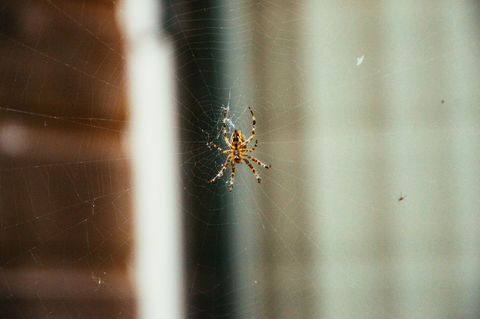 Garden cross orbweaver hanging in intricate web with vertical bokeh background