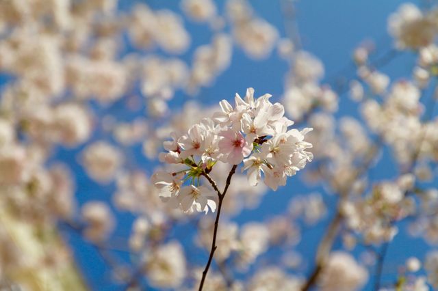 Close-Up of Cherry Blossom Flowers Against Blue Sky - Download Free Stock Photos Pikwizard.com