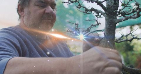 Senior man pruning bonsai with precision shears and sunlight lens flare