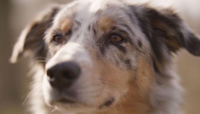 Gazing merle australian shepherd close-up portrait in warm golden sunlight, sharp fur detail