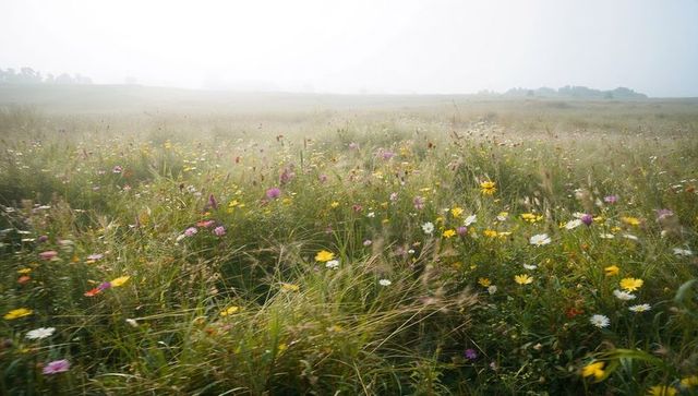 Misty dawn prairie with swaying wildflowers and tall grasses in soft pastel tranquil light