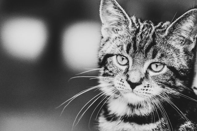 Close-up image of a young striped cat staring directly at the camera with intense eyes in black and white. Ideal for use in pet care articles, cat lover websites, or as a captivating animal portrait in artistic and photographic portfolios.