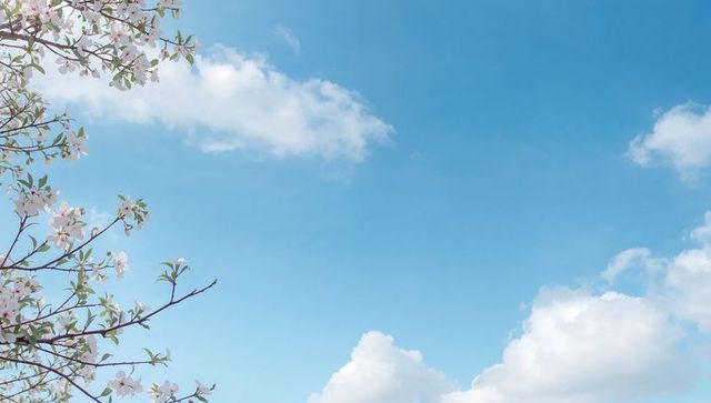 Delicate pink blossoms reaching into clear blue sky with soft white clouds and copy space