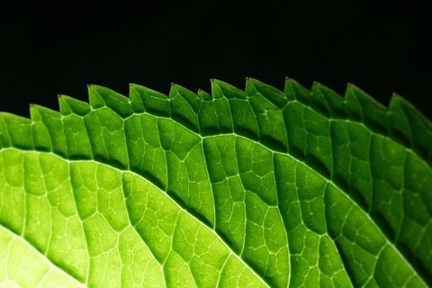 Macro close-up of layered green leaves showing intricate vein network and serrated edges