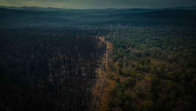 Drone shot showing firebreak dividing scorched forest and green canopy in haze