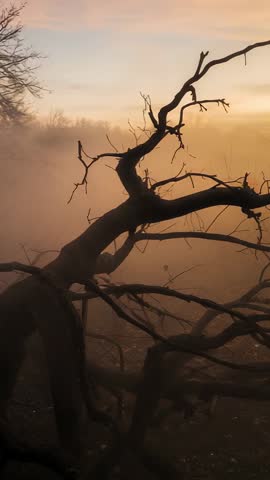 Vertical video showing sunrise illuminating fallen tree and twisted branches in fog