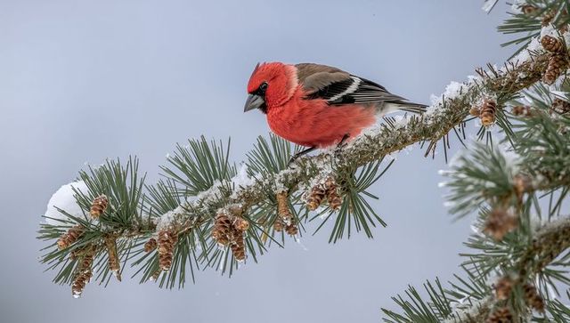 Scarlet finch perching on snow-dusted pine branch with cones and frost detail