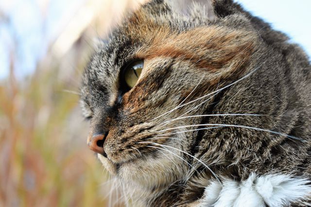 A close-up image of a tabby cat with striking green eyes, showcasing its thoughtful expression. The fur and whiskers are detailed and clear. This stock photo is excellent for use in pet care articles, feline behavior blog posts, animal photography portfolios, or marketing materials for veterinary clinics and pet adoption services.