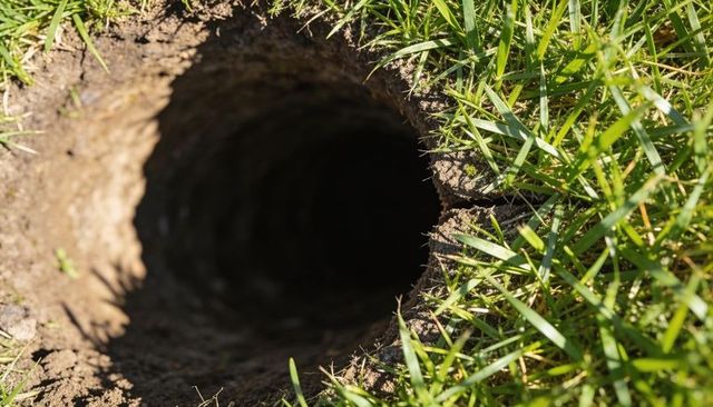 Sunlit lawn hole revealing dark burrow entrance with crumbled soil rim and green grass