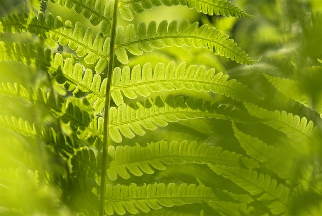Photograph of a vibrant green fern leaf illuminated by sunlight, showcasing intricate details and pattern. Perfect for nature-themed designs, environmental campaigns, and backgrounds emphasizing fresh and natural elements.