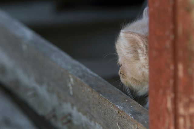 Kitten shyly hiding behind a wooden post with a curious look. Suitable for pet blogs, articles about animal behavior, or any content highlighting the charming and elusive nature of kittens.