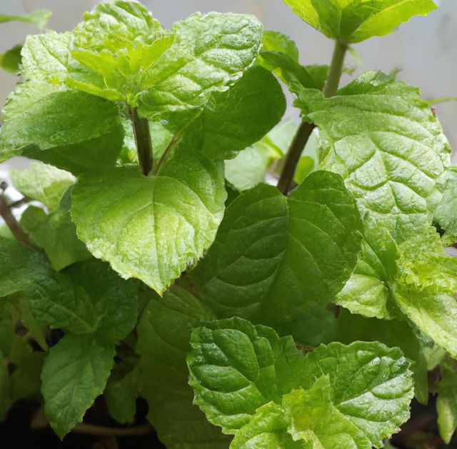 Closeup of lush green mint leaves, perfect for use in gardening tutorials, culinary blogs, health and wellness articles, and herbal remedy guides. Ideal for social media posts about home gardening and natural living.