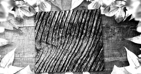 Monochrome Nature Texture with Wooden Grain and Leaves - Download Free Stock Images Pikwizard.com