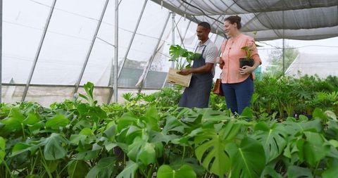 Gardeners Examining Monstera Seedlings in Greenhouse