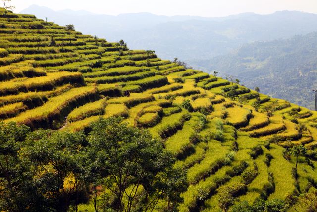 Lush Green Paddy Fields and Terraced Hillside in Daylight - Download Free Stock Photos Pikwizard.com