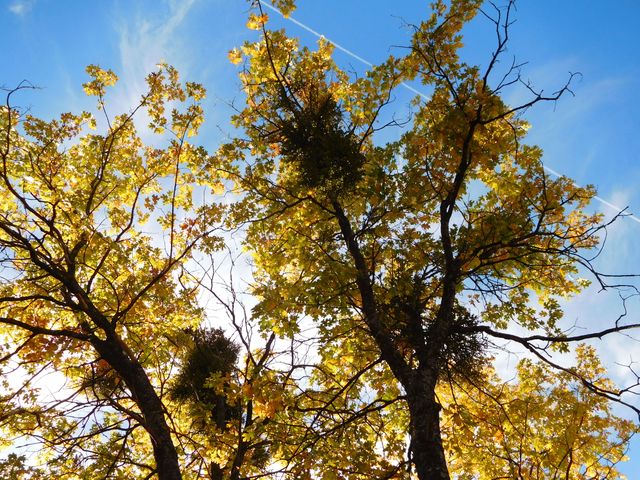 Bright golden leaves against a clear blue sky represent autumn. Ideal for seasonal promotions, nature blogs, outdoor event posters, and backgrounds emphasizing fall colors and natural beauty.